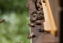 Hercegovački pčelari proizvodit će pčelinji otrov za liječenje karcinoma dojke