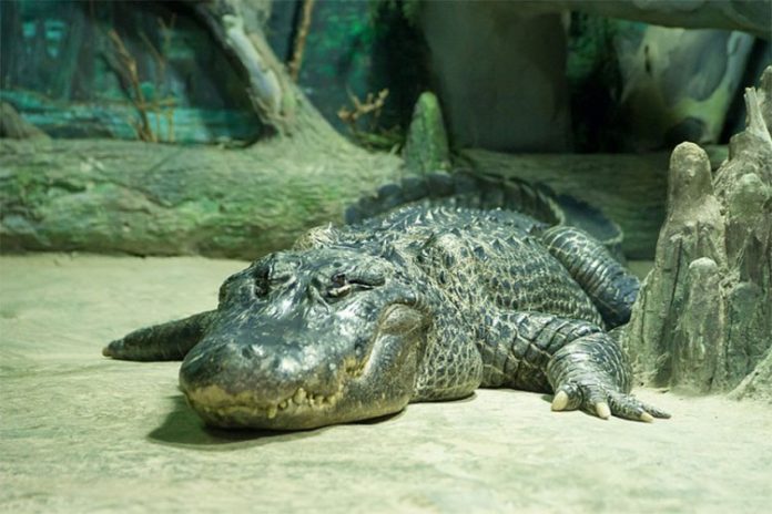 aligator
