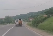 Nevjerovatan prizor kod Srebrenika: Iz kombija u pokretu ispala krava