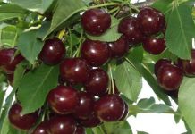 Dobar ovogodišnji rod višnje u Ljubinju