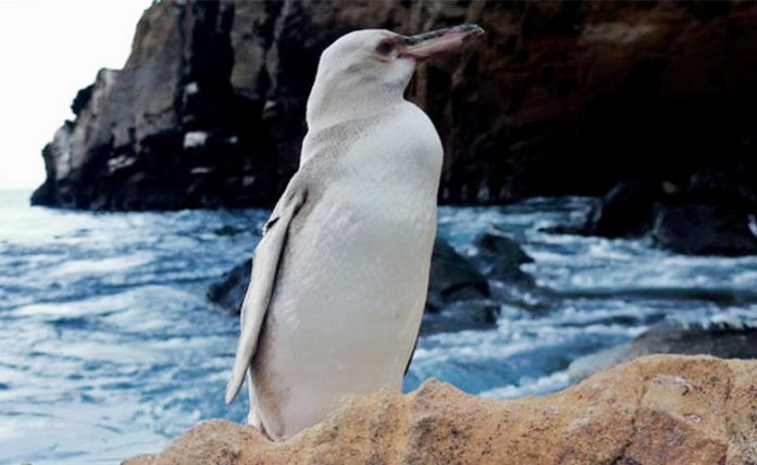 Penguin