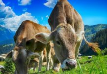 Krava sa “X faktorom” prodata za vrtoglavu sumu novca