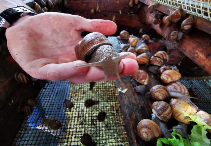 2021-05-17T152900Z_854052971_RC2QDN92AKA9_RTRMADP_3_FRANCE-SNAILS-SOAP-750x520-1