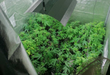 U Sarajevu otkrivena laboratorija za uzgoj marihuane, uhapšena jedna osoba