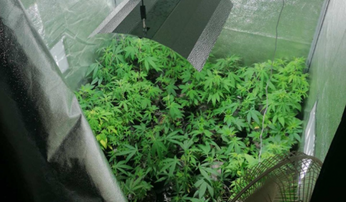 marihuana_1