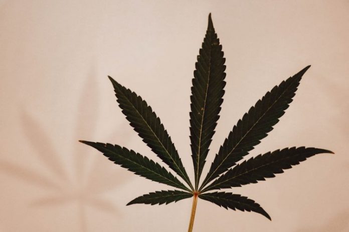 marihuana_majica