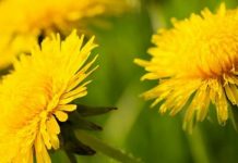 Maslačak je izvor zdravlja: Topi salo, čisti otrove i smanjuje šećer