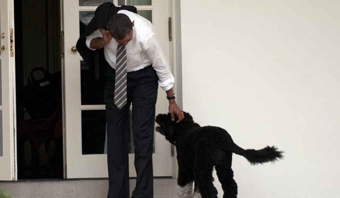 Obamas' dog Bo, a star of the White house, dies