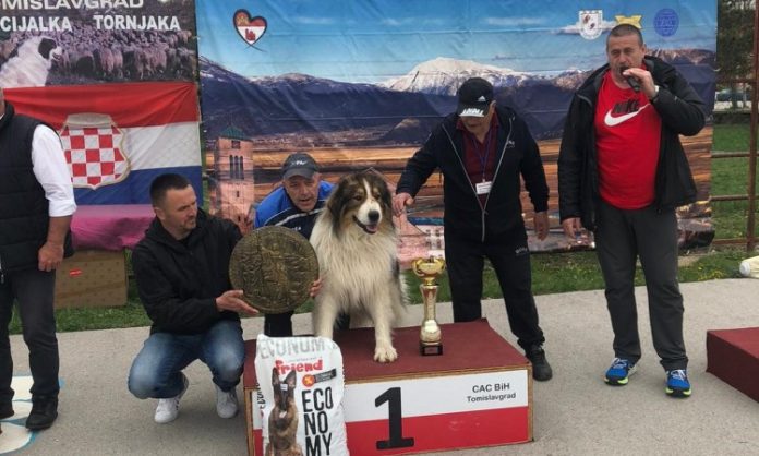 tornjak_tomislavgrad