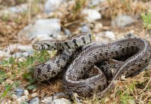 WHO: Jedna osoba umre od ujeda zmije svakih četiri do šest minuta