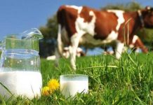 Skok otkupa kravljeg mlijeka u BiH