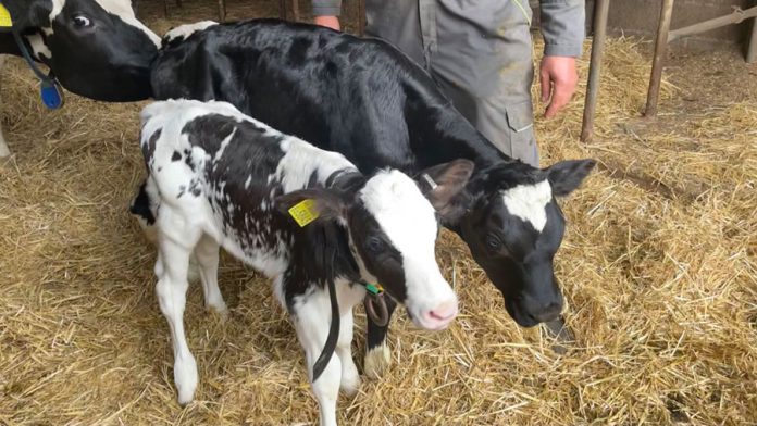 Huge-calf-at-Coombes-Manor-Farm-c-Coombes-Manjor-Farm-Ltd