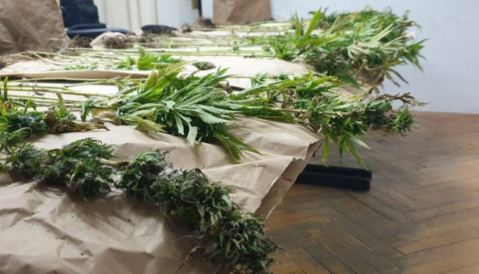 marihuana