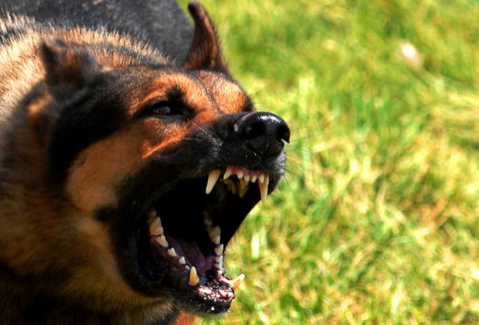 Military Working Dogs