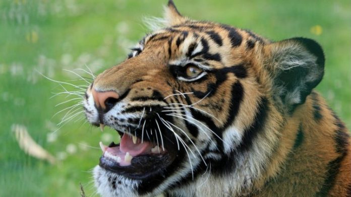 tigar-11266-750x422