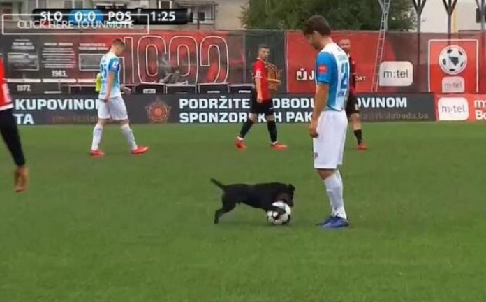 pas_dognald