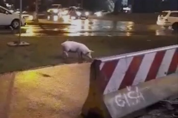 prase_banjaluka