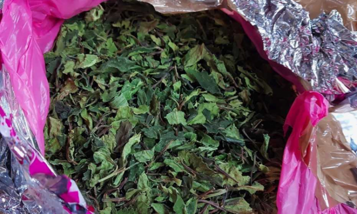 Slika1 Moringa list