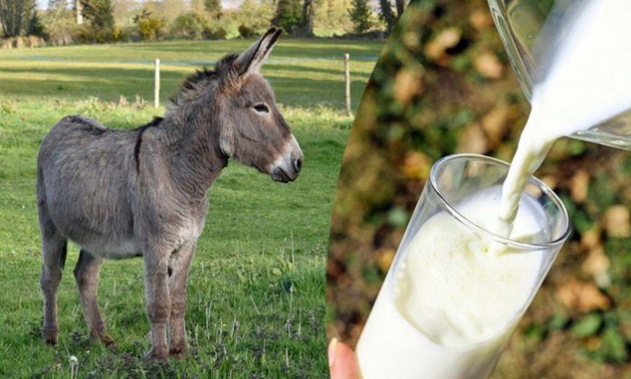 Health-Benefits-of-Donkey-Milk