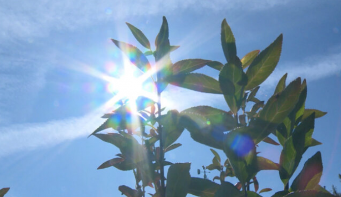 sun