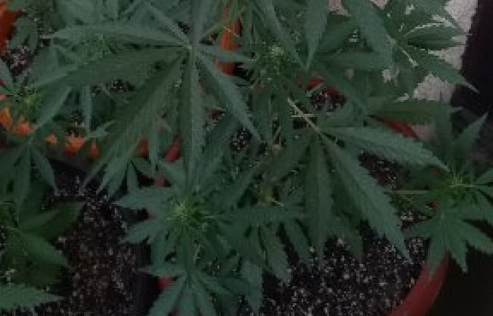 U Kreševu pronađeno 28 stabljika indijske konoplje