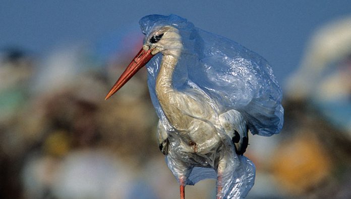 Plastic-bird