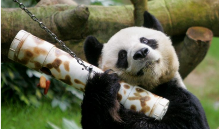 panda