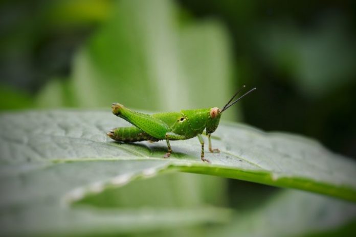 pexels-srujuphotography-5436069-717x478