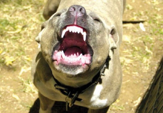 pit-bull-napad