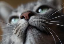 Nisu nezainteresovane i ne mrze cijeli svijet: Šta mačke zaista vole