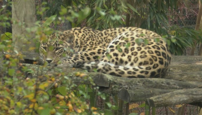 leopard-zenka