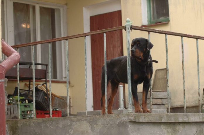 zvíře pes , napadení , pokousání detatko 6 let , Štětkovice