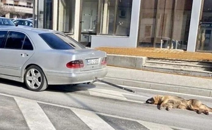 posusej pas