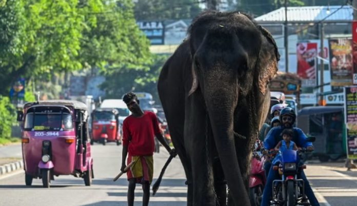 slon sri lanka