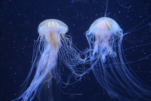 meduze