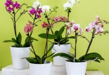 Orhideje vam ne cvjetaju? Stavite samo 1 namirnicu u korijen i bujat će tokom cijele godine