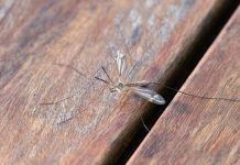 Kako da budete manje privlačni komarcima: Pet naučno potkrepljenih savjeta