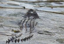 Krokodil usmrtio muškarca u Australiji