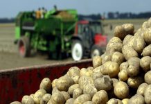 Istraživanje: Krompir evoluirao od biljke koja je povezana s paradajzom