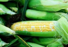 Cijene hrane u porastu, potrošače čeka skuplja svakodnevica