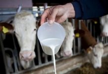Novo poskupljenje mlijeka na pomolu: Mljekari upozoravaju na kolaps proizvodnje