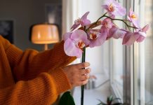 Tajna iskusnih cvjećara: Uz ovaj trik orhideje će uvijek iznova cvjetati