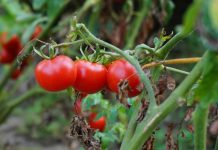 OZBILJNO UPOZORENJE BH. POVRTLARIMA: Pojavila se nova štetočina koja napada paradajz