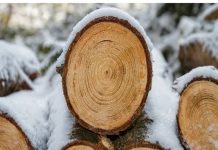 Pad izvoza drvne industrije