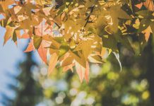 Pred nama za vikend pravo Miholjsko ljeto? Evo šta kažu meteorolozi gdje će biti najtoplije u BiH