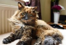 Uginula najstarija mačka na svijetu, imala je 33 godine