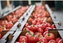 Šta nakon berbe povrća? Evo korisnih savjeta kako ga čuvati