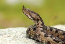 Djevojčicu (5) na Jadranu ugrizao poskok: Ljekari je spasili u zadnji tren