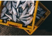 Ribnjaku “Saničani” potreban ozbiljan kupac