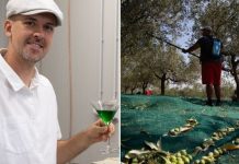 Nikad ranija berba na Mediteranu: Litar novog ulja od zelenih maslina od 150 do 500 eura!